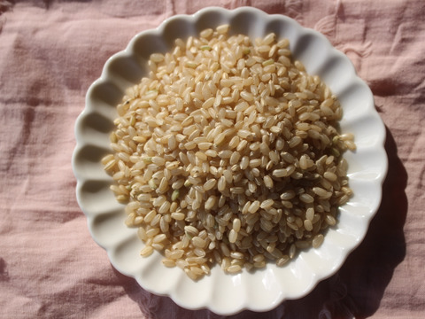 数量限定価格!! 数量限定】巨大胚芽をもつお米 令和6年産特別栽培米「はい 米・雑穀・粉類