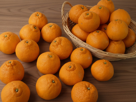 濃い味 不知火（しらぬい）　５ｋｇ　Ｍ玉中心