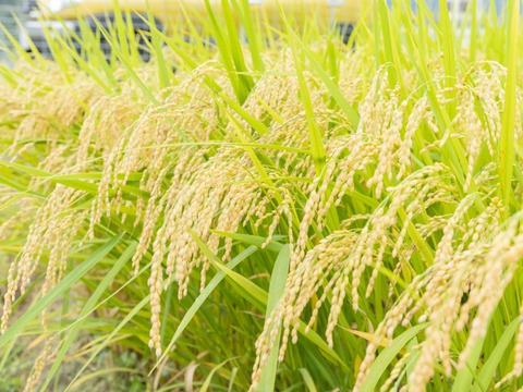 標高400ｍからの贈りもの 希少米峰旭 5㎏