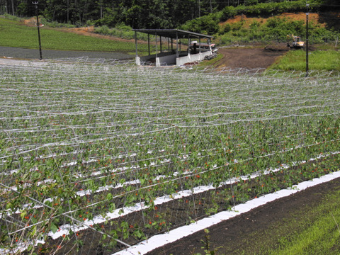 令和6年産・花豆】群馬・六合の高原農家の伝統花豆(レシピ付 令和6年産・花豆】群馬・六合の高原農家の伝統花豆(レシピ付