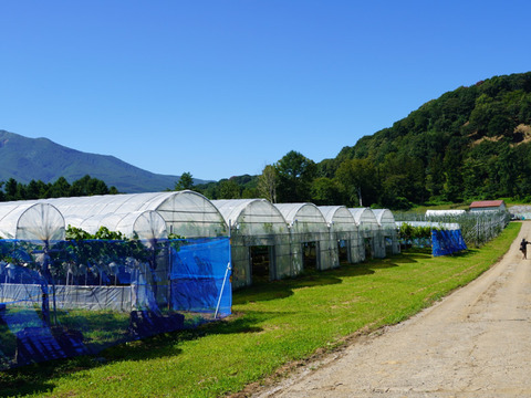 2026年予約販売★シャインマスカット 1～1.2kg（2房）☆農場イチオシ！パリッと新鮮、香り豊かな大粒シャインマスカットです。種なし、青森県産、贈答、ギフト、家庭用にも