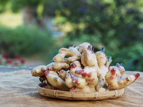 【手土産/ギフトにも！】 淡路島プレミアムジンジャーシロップ3本セット