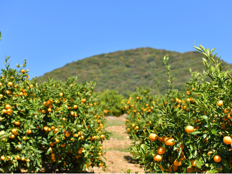三ヶ日みかん【約9㎏】早生みかん　大玉　2L
