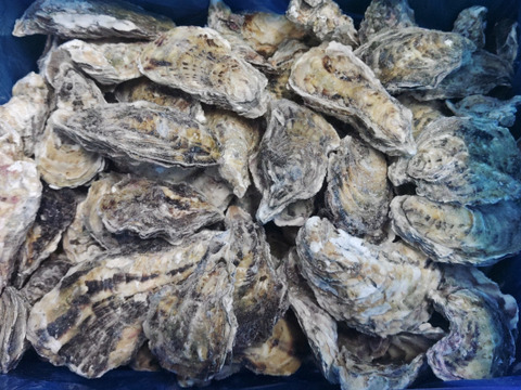 【水産庁補助事業　送料無料】❄️ 生食用 ８ｋｇ 殻付き 牡蠣 急速凍結 （冷凍牡蛎）松島牡蠣屋直送 🔥 BBQ/パーティーに！貝類 海産物 oyster 😋冷凍牡蠣 貝類 二枚貝 B