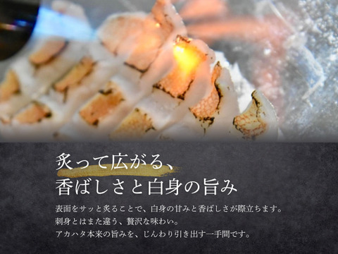 【夏季限定】宮崎の天然アカハタ（1kg）｜８月末まで発送