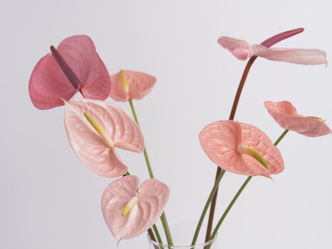 穏やかで優しい色合い！
ピンクのアンスリウムセット（7本前後）