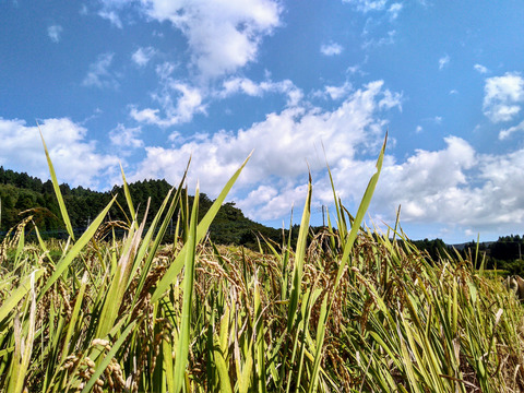 【新米】自然栽培米　湧水きらら（玄米）５㎏
