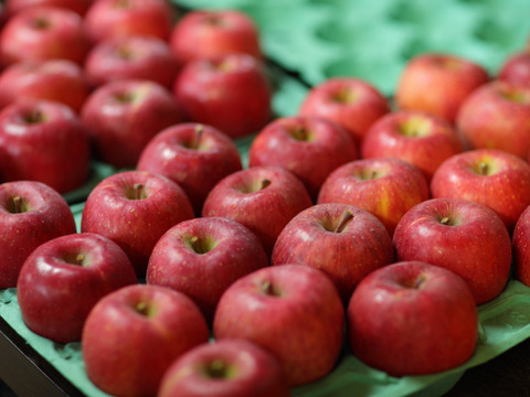 りんご  シナノスイート 大野農園スタッフ投票1位の品種 20～16個程度（5kg程度）