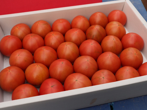 【食べれば分かる】糖度8度以上　フルーツトマト２Kg｜高知県香南市産｜キズあり•お試し