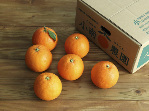 ブラッドオレンジ（3KG） 和歌山県有田産・タロッコ種：和歌山県