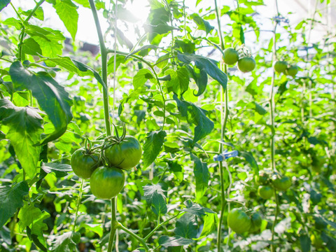 お買い得！濃ウマ！ヤサグレフルーツトマト（箱入り・約1kg)