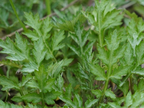 【有馬温泉の麓発】天然 生よもぎ100g 春の訪れの香り 兵庫県旧有馬郡産 山菜