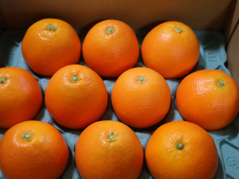 【冬ギフト】完熟国産ネーブルオレンジ 【温室育ち】　
甘く一度食べたらやめられない！
高級感溢れるオレンジの香り　
3キロ箱（10玉入り）