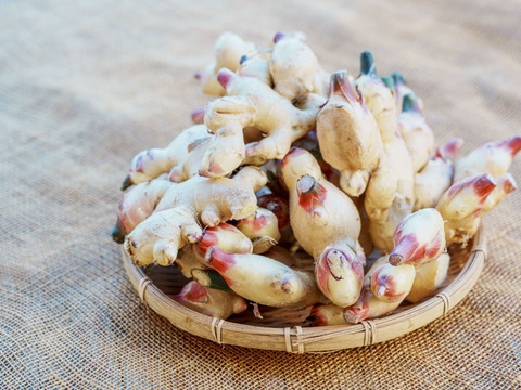 【残りわずか】業務用/生の新生姜10㎏【淡路島が育んだ体と心のスパイス！】淡路島産/愛情込めた自社農園の新生姜 10kg