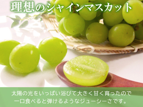 クール便指定【予約販売！💚朝採れ山梨シャインマスカット】１キロ ２房でお届け！一度食べたら忘れられない 【生産量日本一の山梨県産】