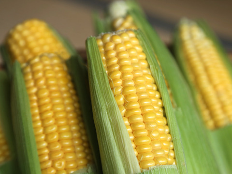 【生でかじるとうもろこし】ご家庭用ミエルコーン2㎏【シャキシャキ粒、たっぷり果汁】