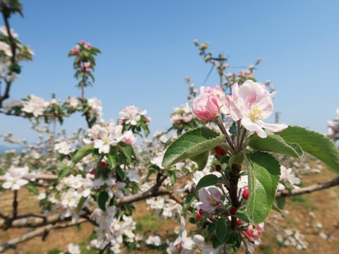 昂林　5㎏13～20玉【ASIAGAP認証農場：津軽農園】9月下旬頃収穫　青森りんご　農家直送