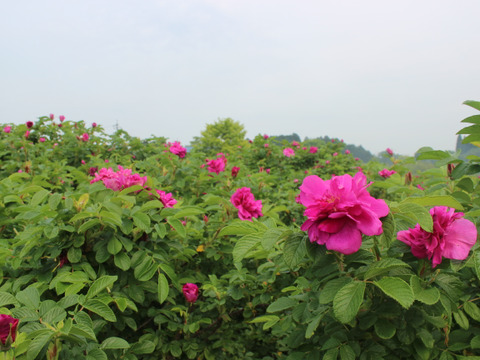 国産エディブルローズのシロップ　日本原産のバラ　ハマナス（１２５ｇ）お試し用