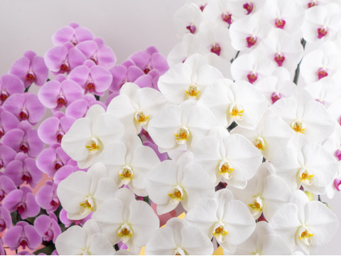 大輪胡蝶蘭 白 5本立 75輪クラス| 開店・開業・移転・周年・送別・誕生日のお祝いなどに
