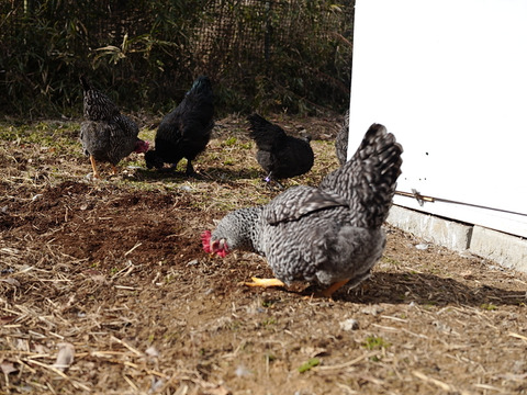 那須ブランド平飼い卵-金乃雫-〈日和・家庭用〉15個(割れ保証込20個)