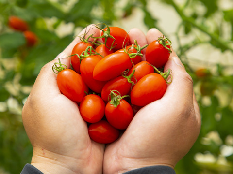 ✨新商品✨　🍅冷凍高糖度フルーツミニトマト4Kg　🔥加熱用🔥