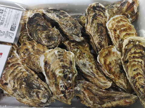 【水産庁補助事業 送料無料】🦪 生食用５ｋｇ（30~80粒） 殻付き 牡蠣 牡蛎 殻付き牡蛎 kaki カキ 松島牡蠣屋 生牡蠣にも、BBQに最適🔥 海産物 オイスター oyster A