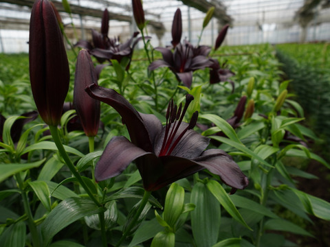 ■簡易包装■【ナイトライダー】5本束♥食べチョク初❤とにかく黒いです！父の日近くの発送も可能です！