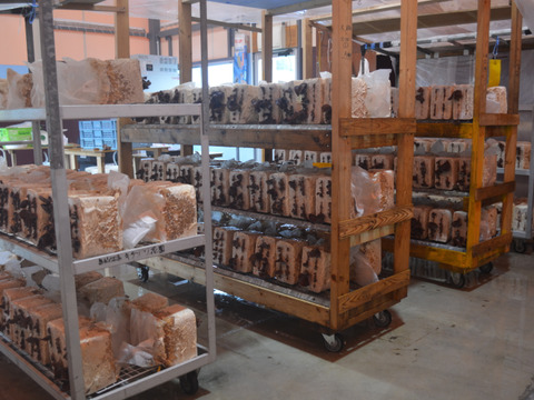 【潮風ぷりぷり食感！】純国産・潮風のミネラルたっぷりの『潮風生きくらげ』200g×2パック。栄養満点、美容にもいいキクラゲ