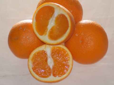 今が旬2種組【はるみ➕きよみ】SML4kg和歌山産