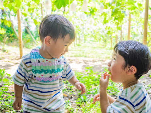 【糖度保証！】朝採れ＆収穫日に発送  シャインマスカット 2房 1.1kg以上