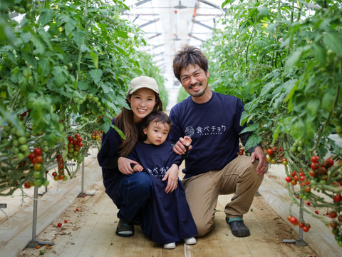 石井食品おまけ付　食卓に笑顔を　真っ赤なみにとまと 1.5kg【トマト食べ比べ】