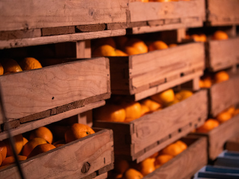 【寒い冬にどうぞ】今が一番おいしい中生みかん（家庭用）3kg｜勝浦町産