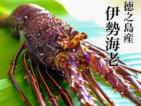 【徳之島産】鮮度抜群！獲れたて伊勢海老1Kg（1-3尾）