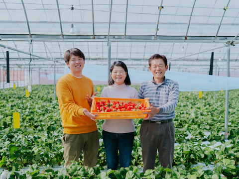 熊本県産　摘みたて新鮮いちご　『あまおとめ』300g×4パック