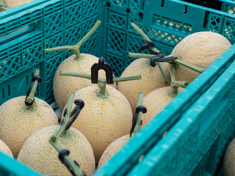 【お中元】【島根県発！幻のメロン】「ゴールデンパール」１玉約１.３kg