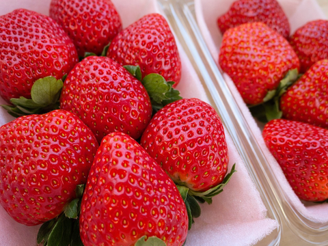 シャキッと歯応え！ジュワ～と果汁！完熟とちあいか！厳選大粒パック！お得な2箱セット★今話題の甘さが際立つ品種です！290g×4パック