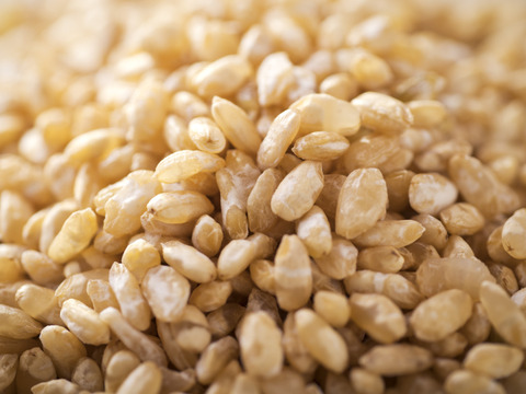 味噌や塩麹の材料に、お米の栄養丸ごと！玄米麹（3kg）【本州の方向け】