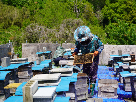 蜂蜜　２０２5年採蜜したて！南箱根の非加熱はちみつプラボトルタイプ500g