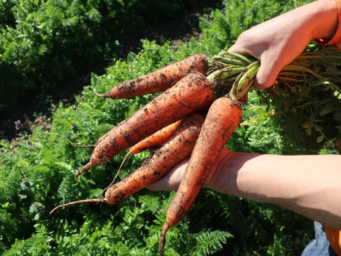 甘み旨みたっぷり！栄養価コンテスト受賞！掘りたて人参5kg 化学合成農薬・化学肥料・除草剤不使用！子どももパクパク