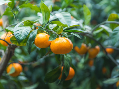 弾ける果汁！宮川早生（家庭用）みかん 5kg