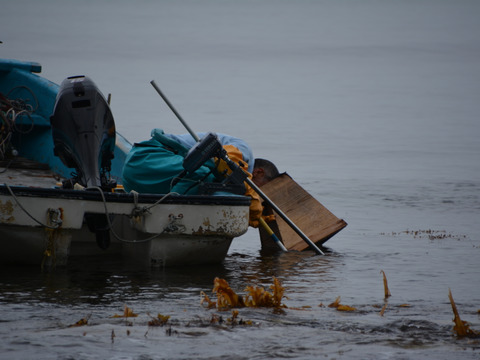【まもなく販売終了】青森県佐井村産　ビン詰め生うに　150ｇ