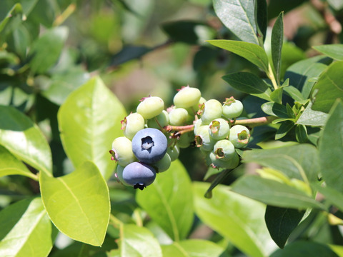 冷凍ブルーベリー（大・中・小粒のミックス）1kg