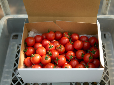 【リピート率97％！】離島育ちの甘いミディトマト『あま壱岐』1kg　アイメック農法と豊かな自然で育まれた自慢のトマトをぜひお試しください！地元スーパーの大人気商品です