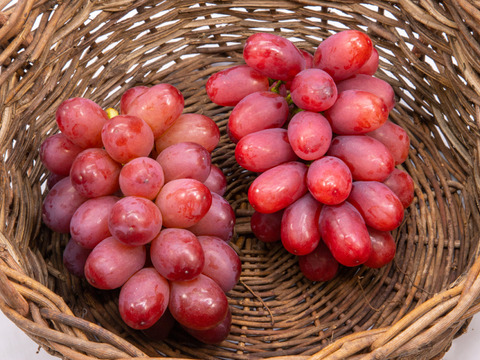 5月に食べられる！長野県産【クイーンルージュ】600ｇ　1房