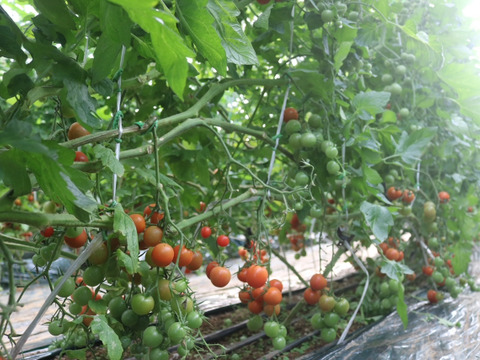 まるたか農園採れたて完熟トマトセット