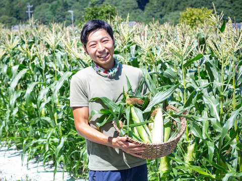 【農薬・化学肥料 不使用】高糖度！！純白であま～い　生で食べられるフルーツコーン(10kg)
