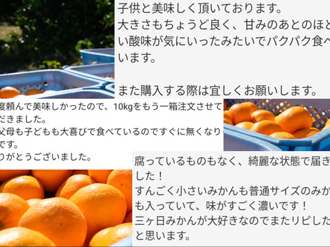 リピーター続出の人気商品！『三ヶ日早生みかん』ご家庭用10kg