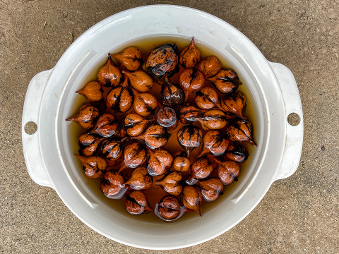 【数量限定】国産くるみ 山グルミ オニグルミ 栽培期間中農薬不使用 150g