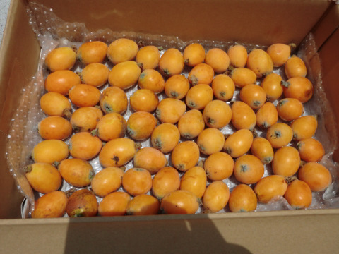 お得な加工用びわ2キロ自然栽培