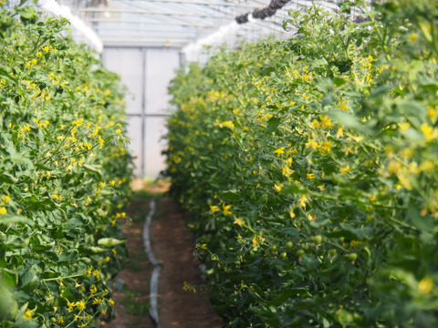 【有機肥料•農薬不使用】喉を潤すジューシーさと飽きない優しい甘み♡福井で生まれた華小町トマト！【1kg】